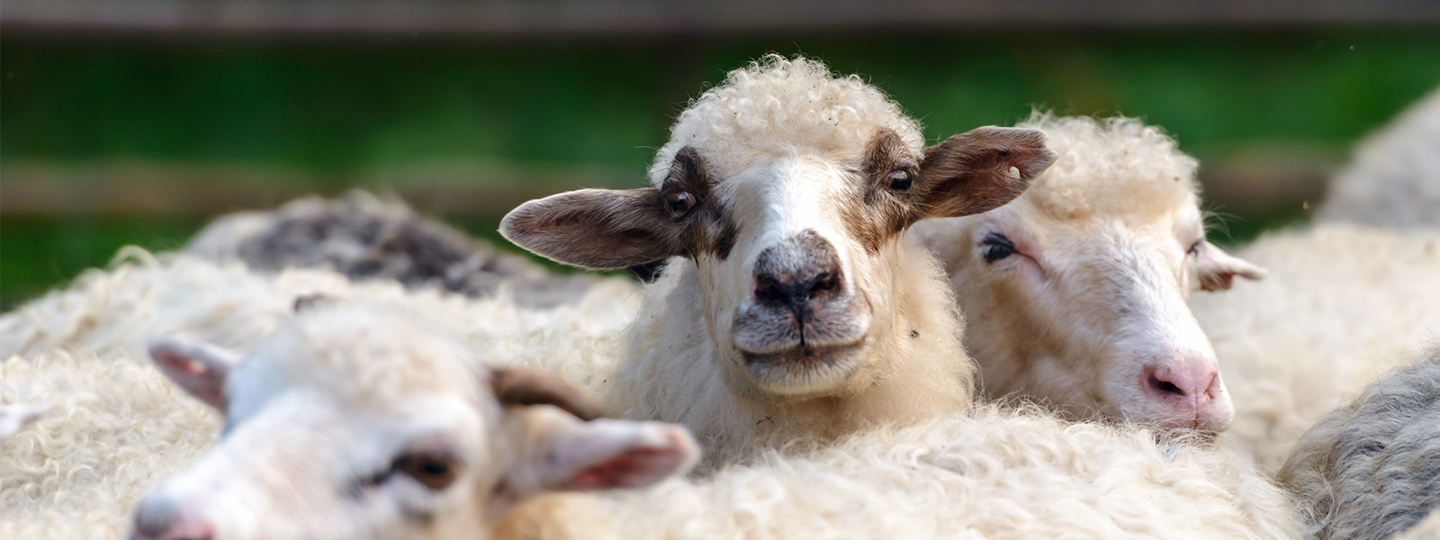 Annual Reports of Wamia - Financial Performance