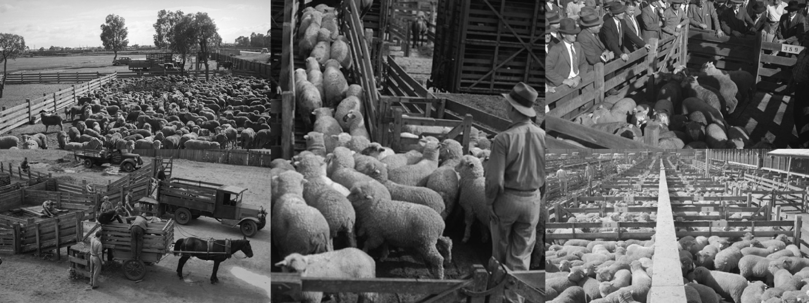 Meat Industry Authority in WA - Western Australian Meat Industry Authority