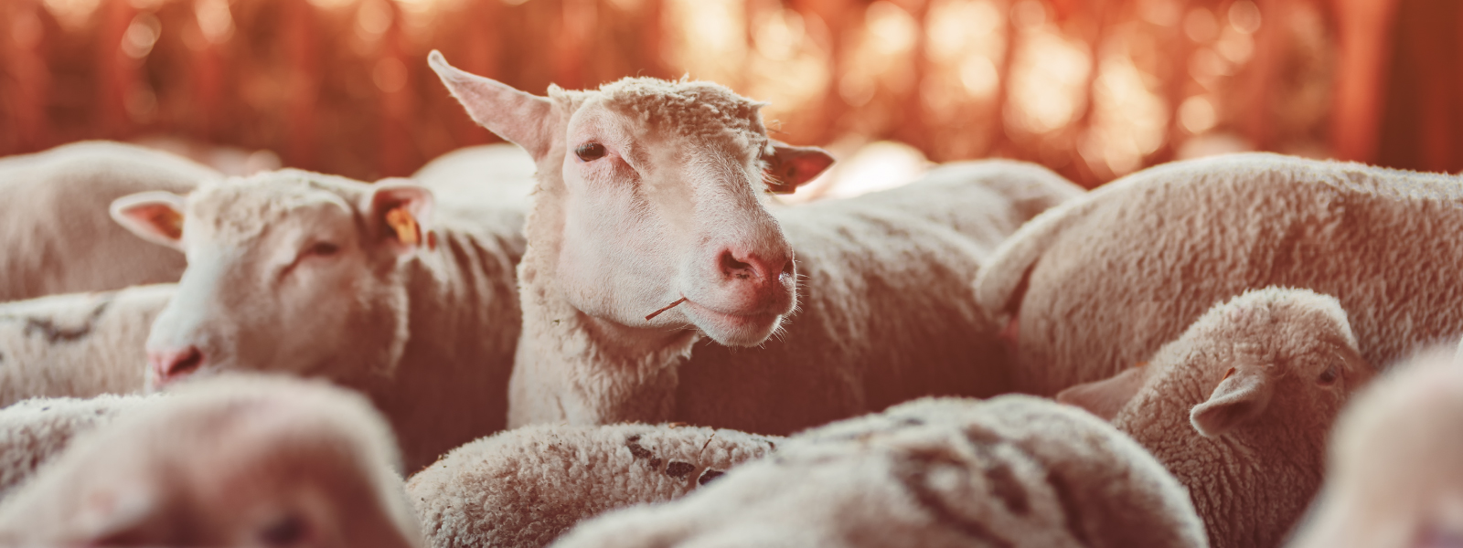 Contact WAMIA - Western Australian Muchea Livestock Centre