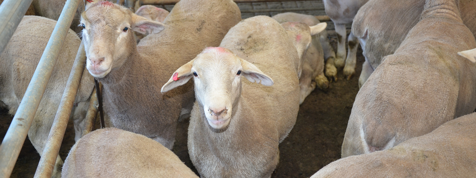 Muchea Agents - Wamia