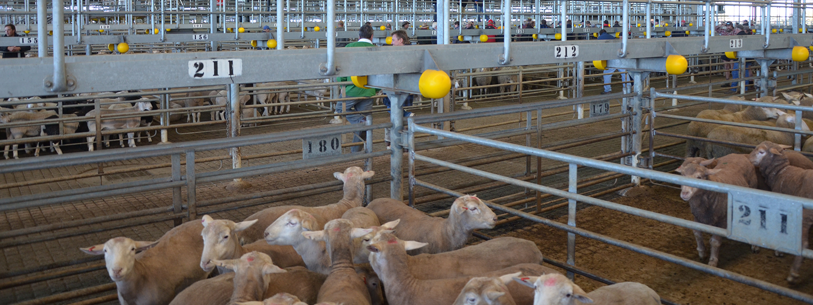 Western Australian Meat Industry Authority